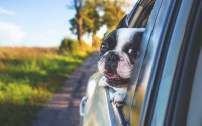 Helpful Tips For Dog Car Trips