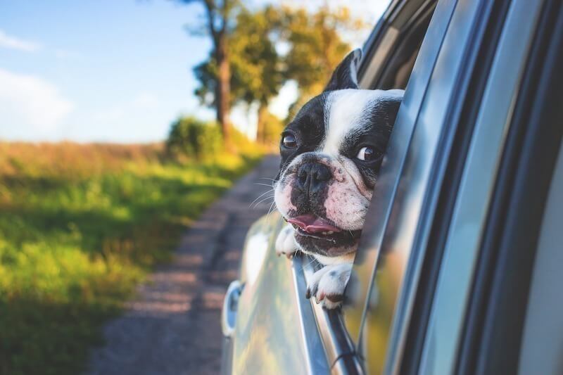Helpful Tips For Dog Car Trips