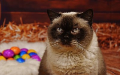 Easter-time pet health hazards