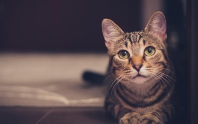 Help! My cat is spraying indoors!