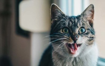 A healthy mouth equals a healthy pet