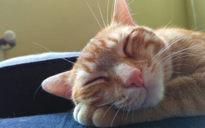 Flu Season 2017: Can My Pet Get The Flu?