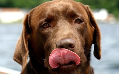 How much chocolate is poisonous to my dog?
