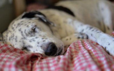 7 Ways To Help Your Arthritic Pet At Home