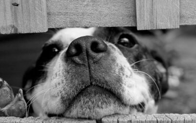 Caring for senior pets