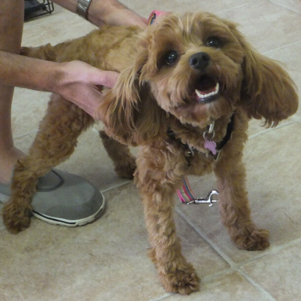 Services Expert Veterinary Services at Caroline Springs Vet Hospital