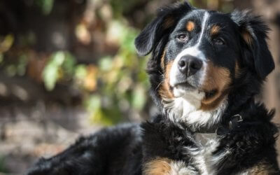 Managing arthritic pets