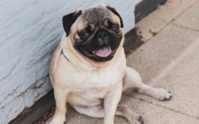 Flat-faced dogs can’t stand the heat
