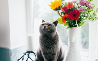 Is your pet overweight?