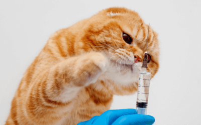 Keeping your pet up-to-date with parasite prevention