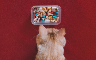 Tips for Medicating Your Pet