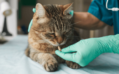 Vaccination and parasite control routines for ‘less than cooperative’ cats