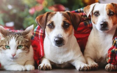5 pet-care suggestions for a cracking Christmas
