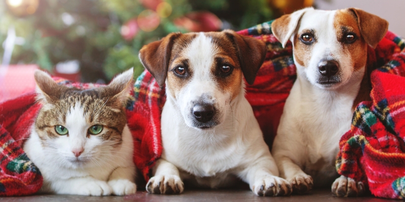 5 pet-care suggestions for a cracking Christmas