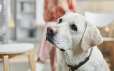 Getting the most out of your veterinary visits