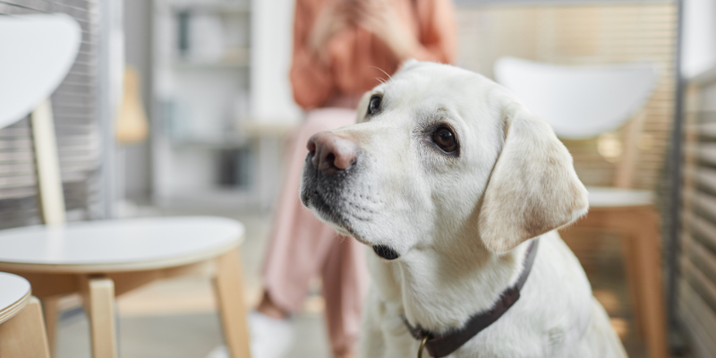 Getting the most out of your veterinary visits