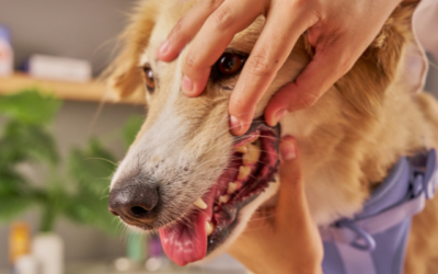 Dental Day: What actually happens during a pet dental procedure?
