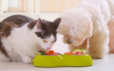 Dog and cat gut health: 4 tips for a healthier tummy
